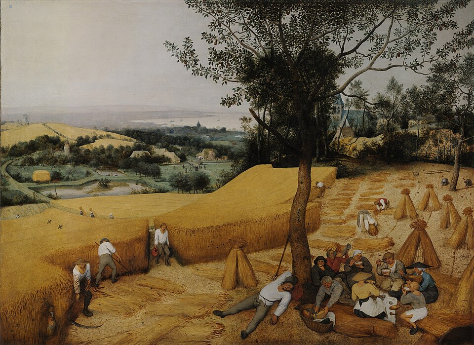 Bruegel's The Harvesters, field workers cutting, stacking and resting on a planned rotation